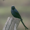 BLACK DRONGO