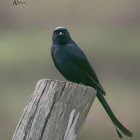 BLACK DRONGO