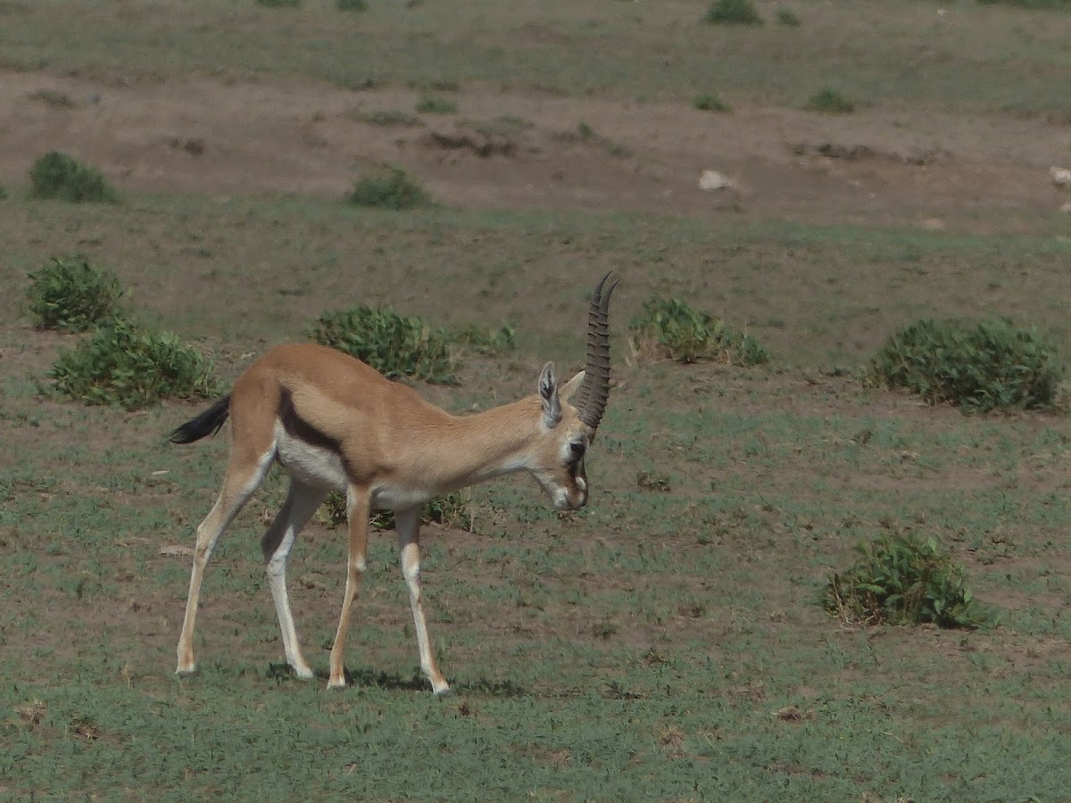 Thomson's gazelle