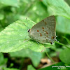 The Red-Spotted Hairstreak