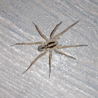 Wolf Spider