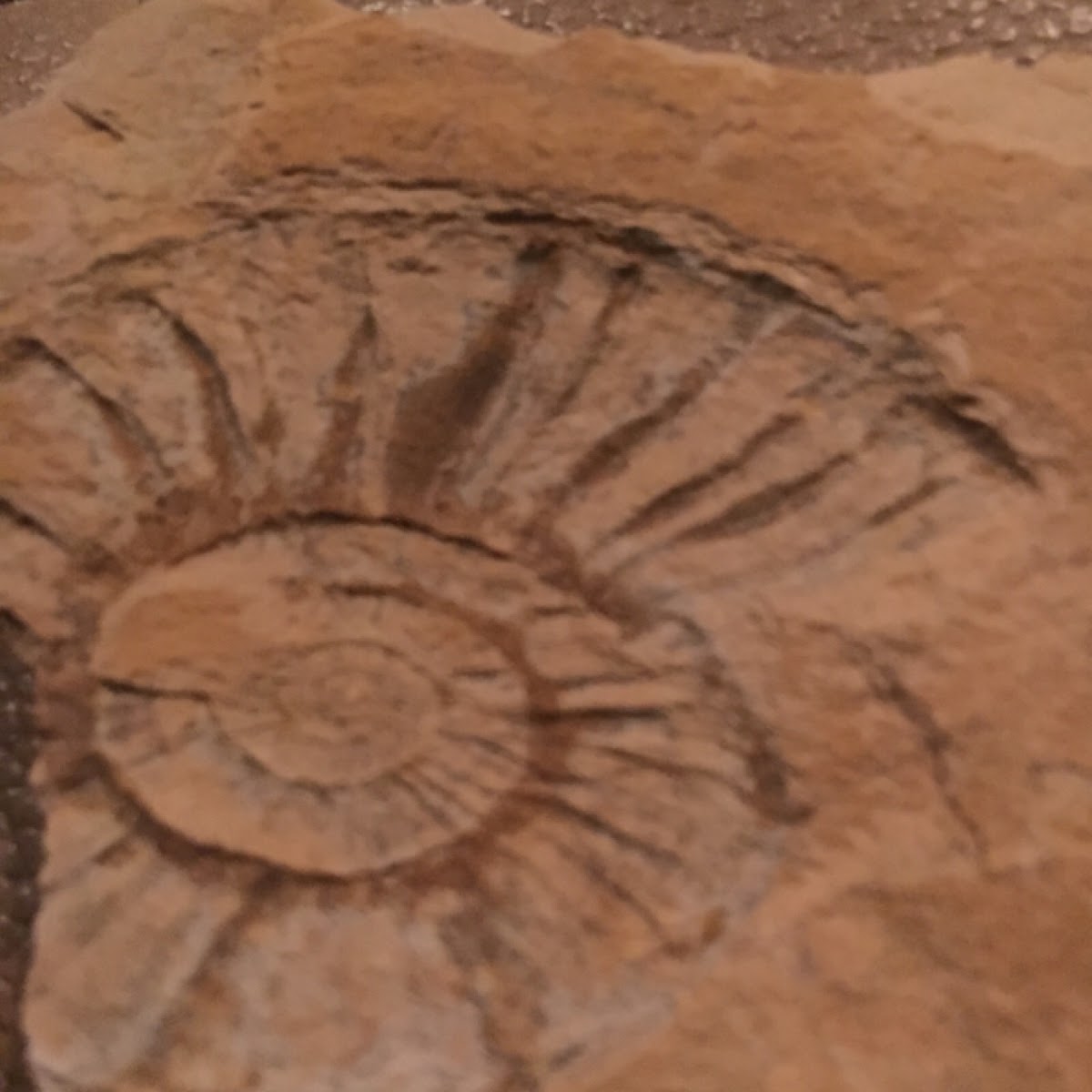 Ammonite