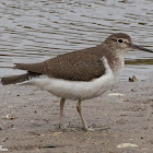 Common Sandpiper