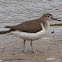 Common Sandpiper