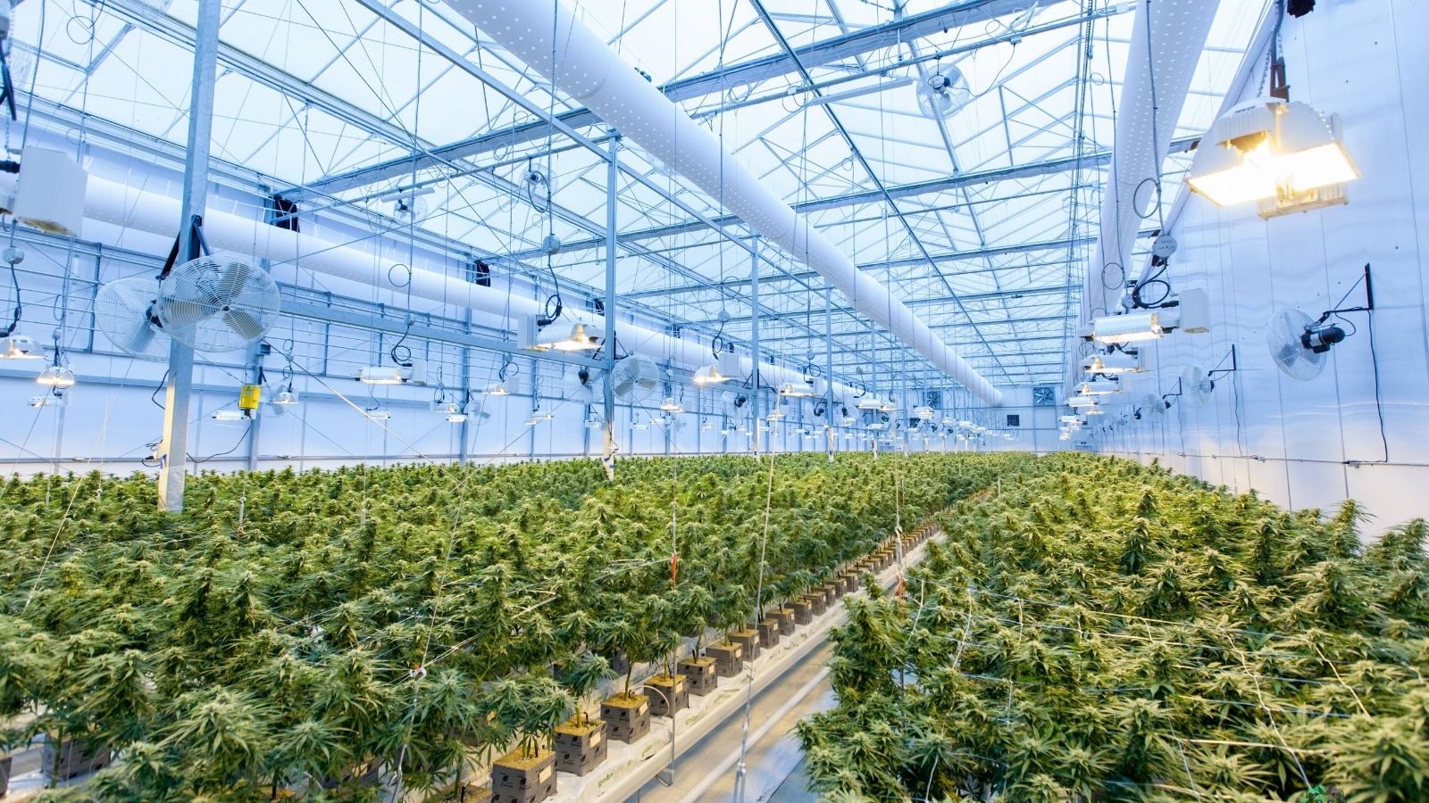 An indoor cannabis farm under lights