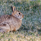 Eastern Cottontail