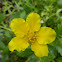 Common Silverweed