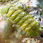 Chiton