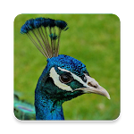 Cover Image of Télécharger Peafowl Sound Collections ~ Sclip.app 1.0.0 APK