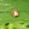 Golden Tortoise Beetle