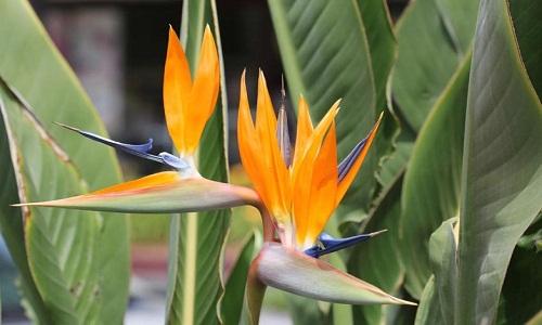 Bird of Paradise