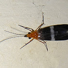 Caddisfly