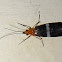 Caddisfly