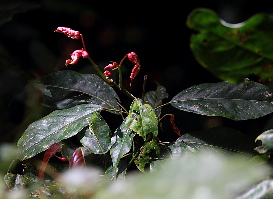 Tropical Chestnuts