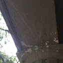 Spider web