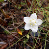 Marsh Grass-of-parnassus