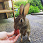 Eastern Cottontail rabbit