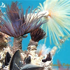 Feather duster worm. Poliqueto tubícula