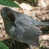 Gray Catbird