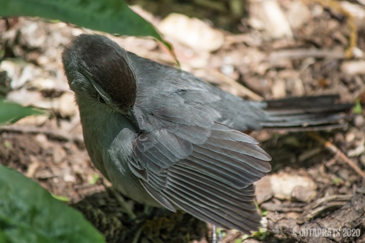 Gray Catbird