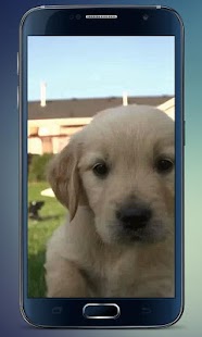 How to get Labrador Puppy Live Wallpaper 2.0 apk for bluestacks