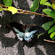 Blue Mormon