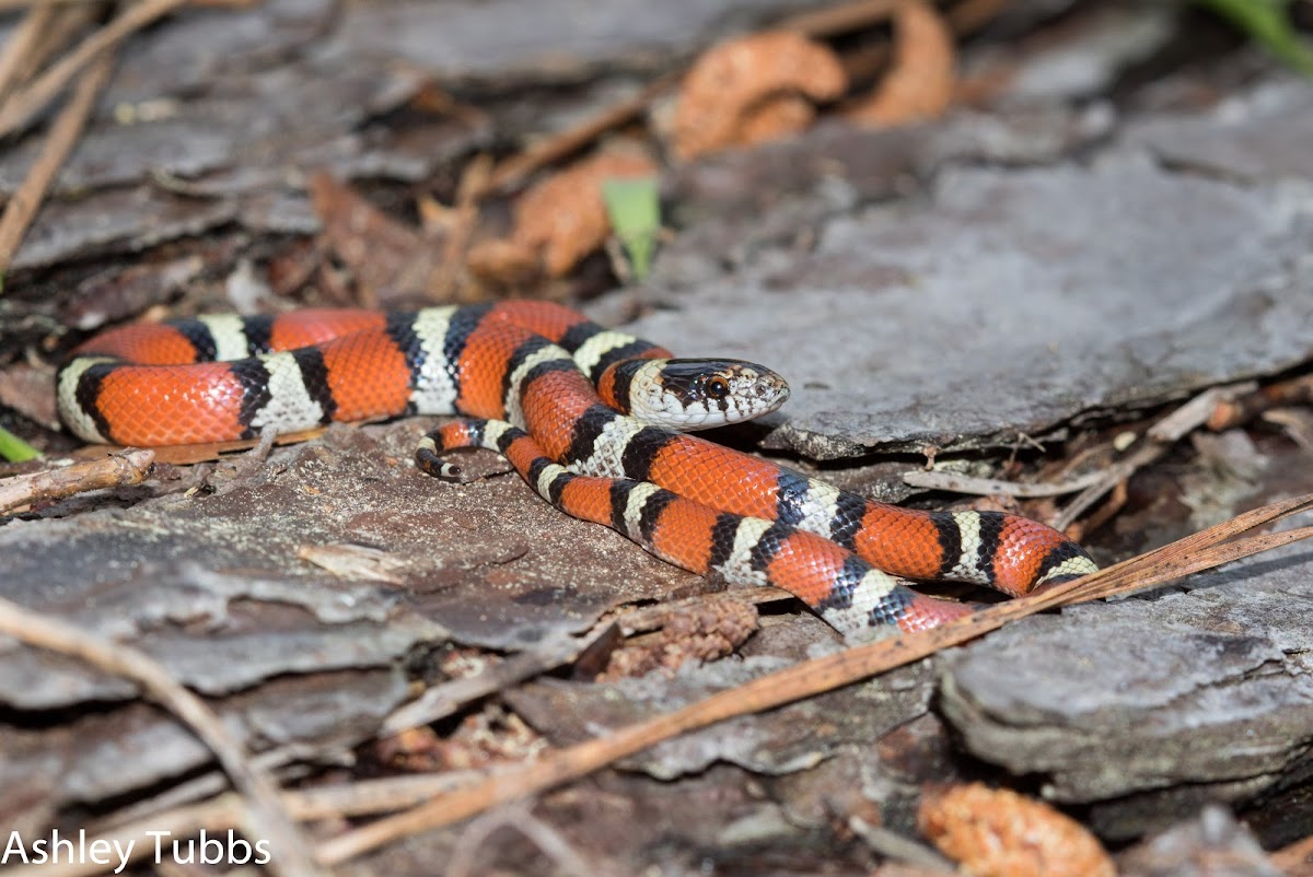 Milk Snake