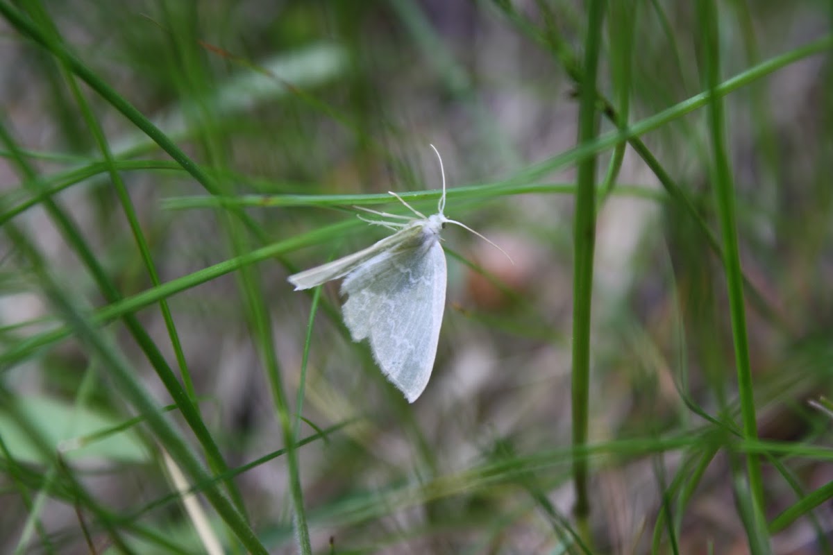 Small Grass Emerald