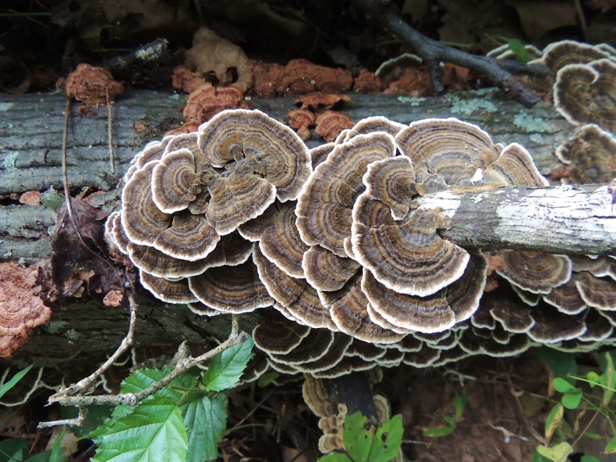 Turkey Tail Mushrooms