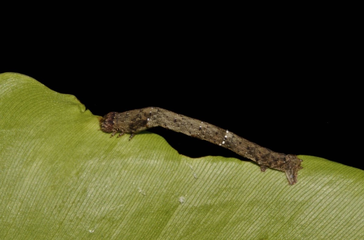 Caterpillar