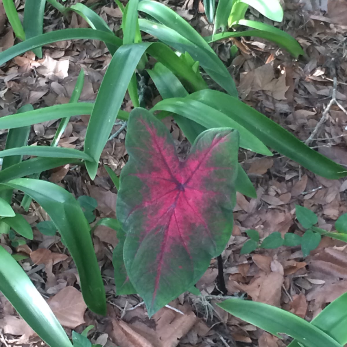 Caladium