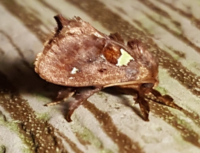 Spiny Oak Slug Moth