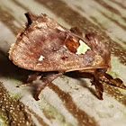 Spiny Oak Slug Moth