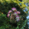 Persian Silk Tree