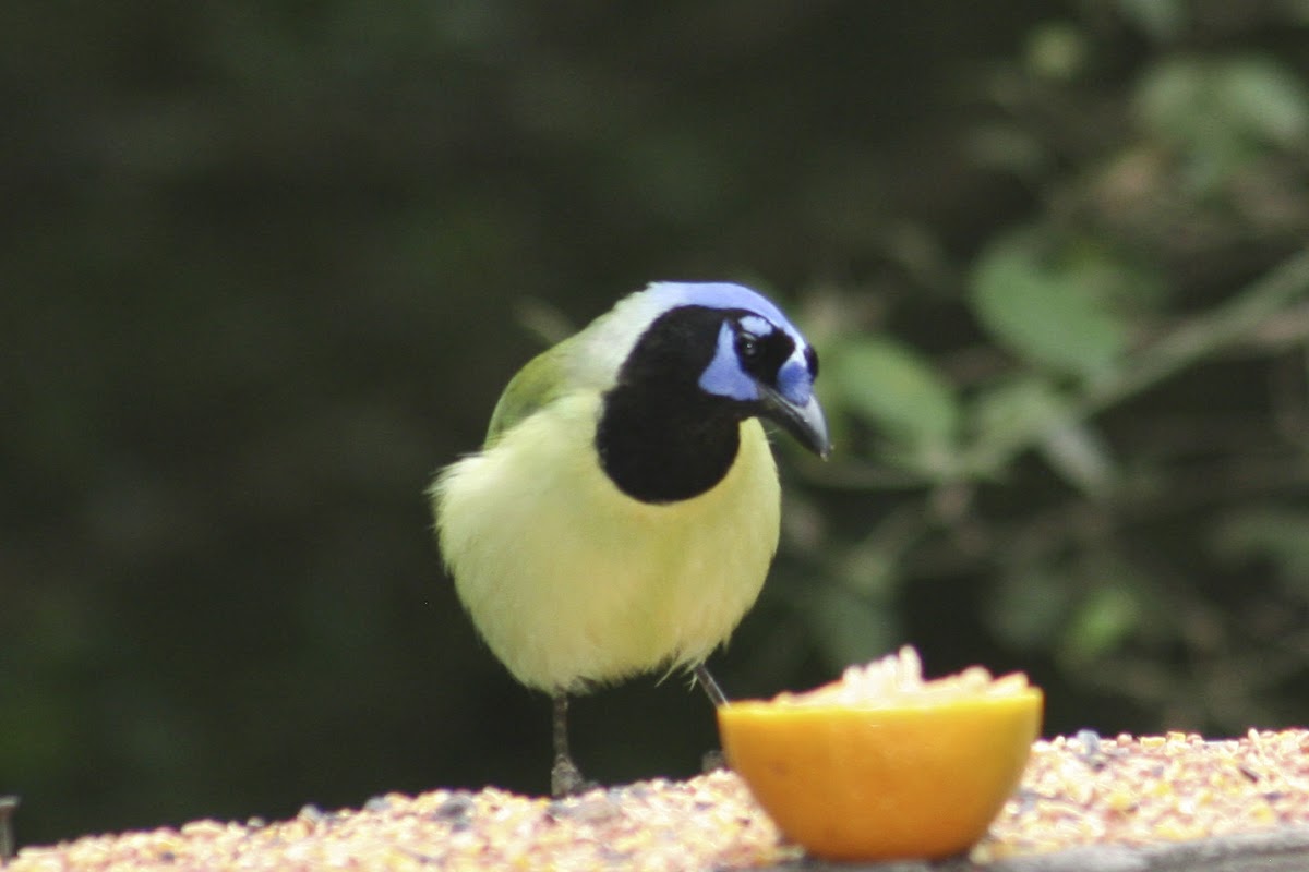 Green Jay