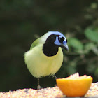 Green Jay