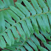 Sword Fern