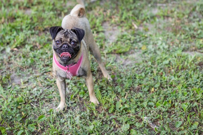 cachorro comendo terra