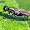 Emerald Soldier-fly, Broad Centurion.