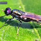 Emerald Soldier-fly, Broad Centurion.