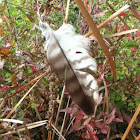 Red tailed hawk