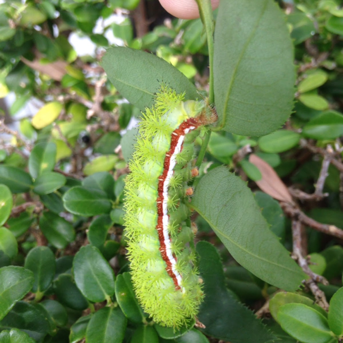 lo moth caterpillar