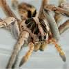 Hogna wolf spider (male)