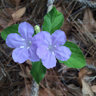 Wild Petunia