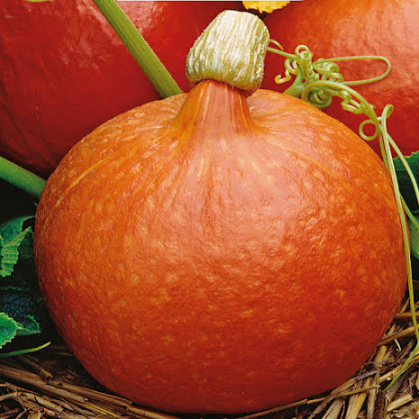 Frö till Jättepumpa Hokkaido Orange, ekologisk