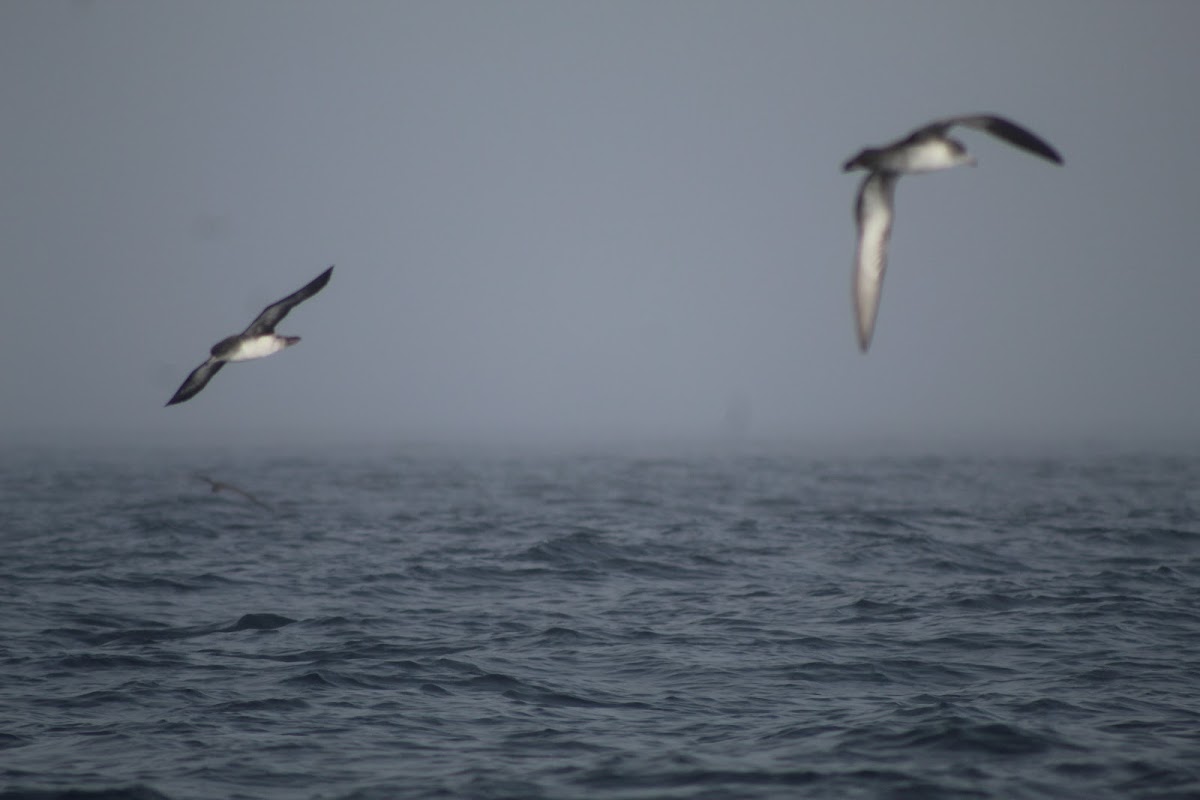 Pink-footed Shearwater