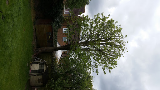 sycamore reduction, Aston Clinton