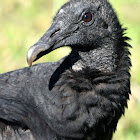 Black Vulture