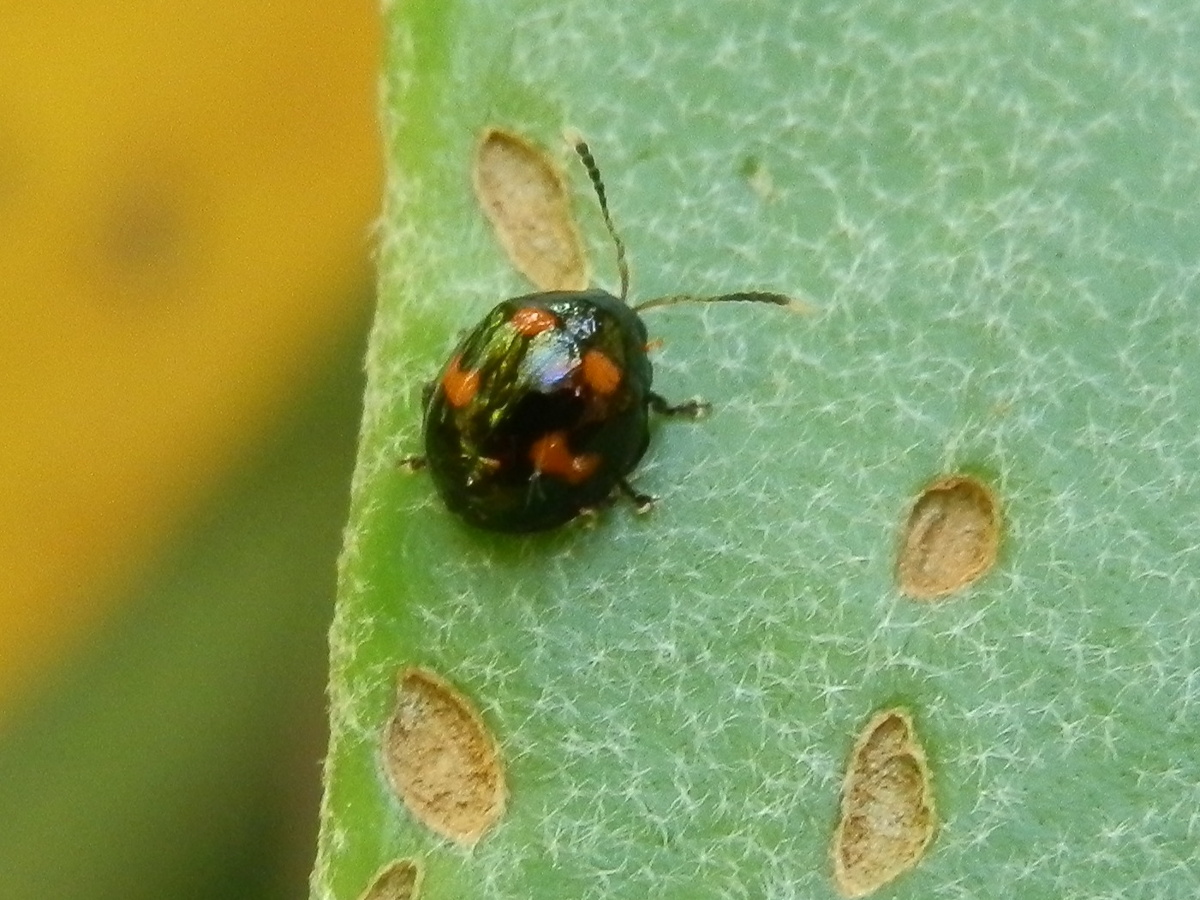 Staghorn Fern Beetle