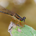 Caballito (Small red damselfly)